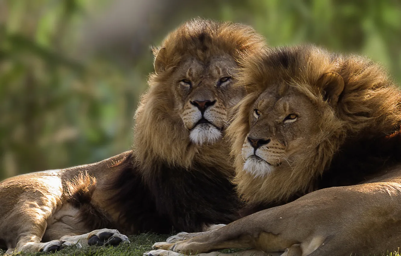 Photo wallpaper pair, lions, brothers, kings
