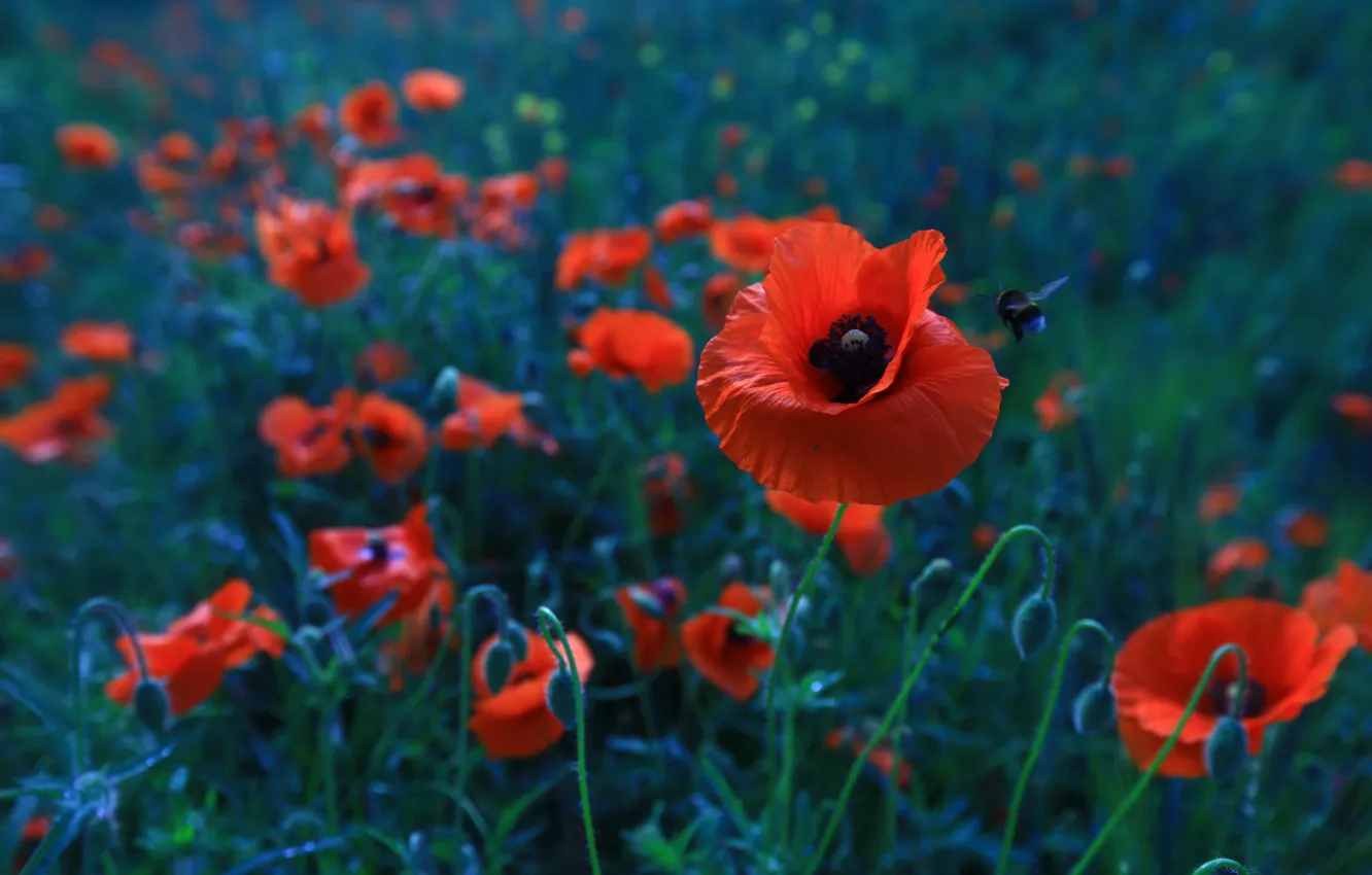Photo wallpaper summer, flowers, red, Mac, Maki, insect, bumblebee, bokeh