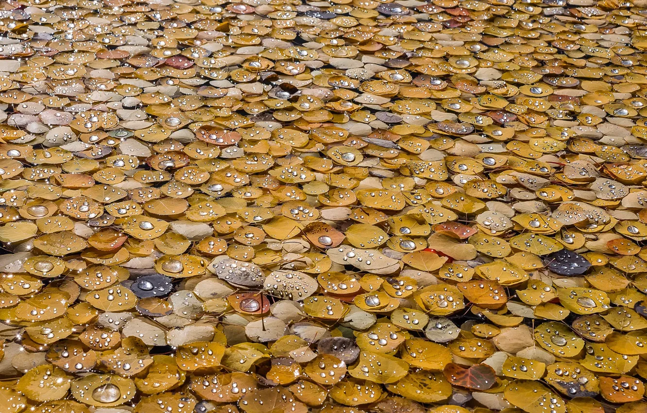 Photo wallpaper wet, autumn, drops, macro, foliage