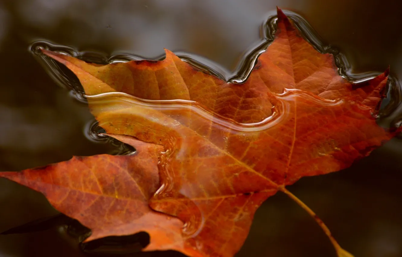 Photo wallpaper leaves, water, macro, nature, maple