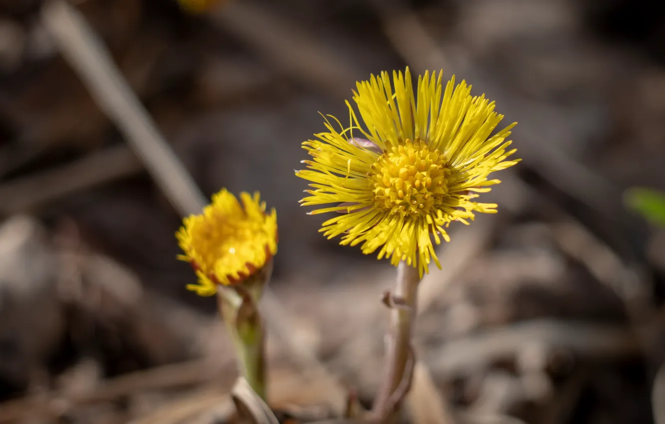 Photo wallpaper flowers, flowers, mother and stepmother