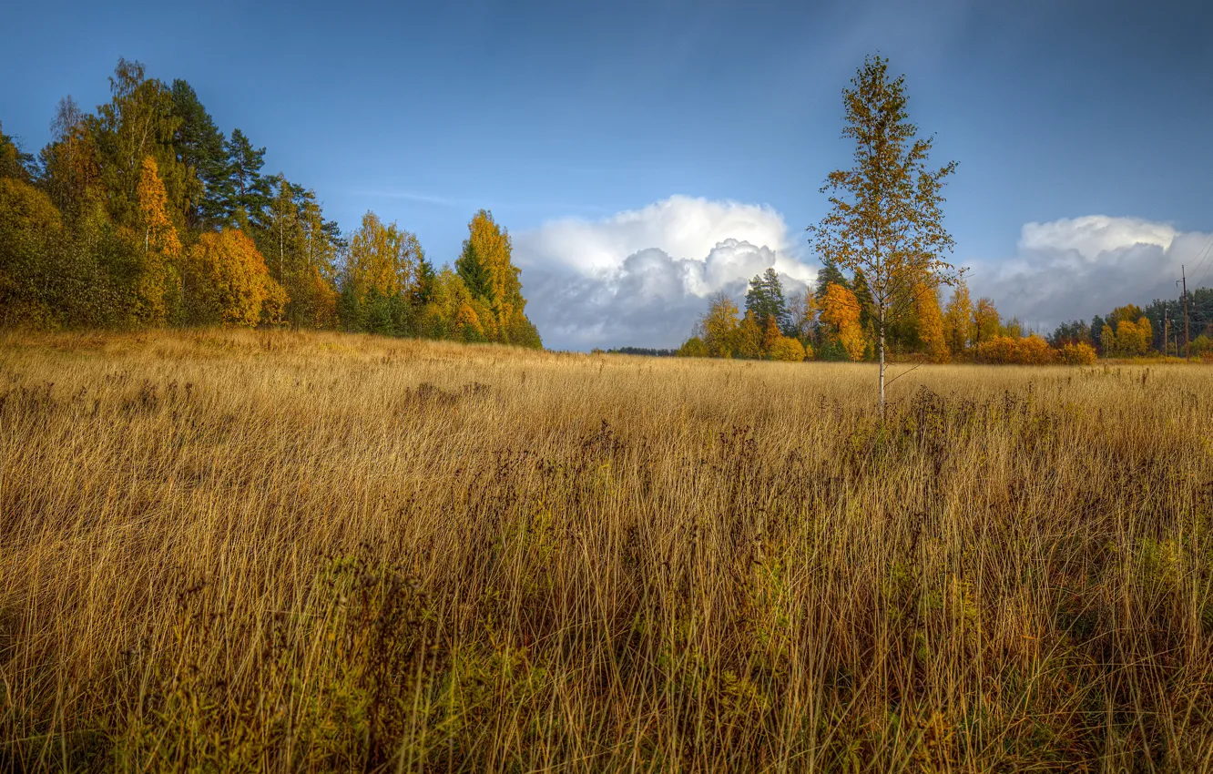 Photo wallpaper field, autumn, the sky, grass, clouds, trees, nature, blue