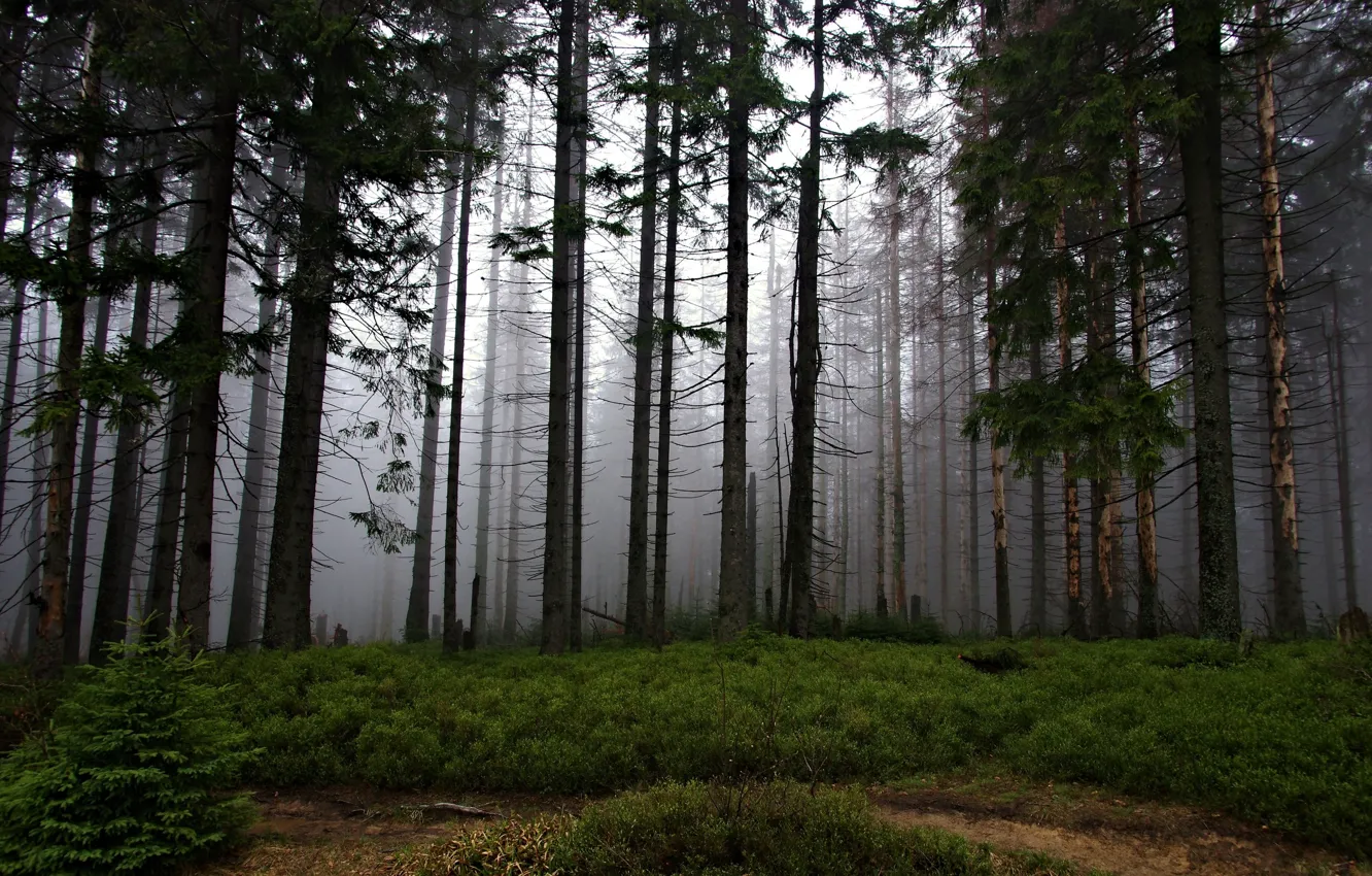 Photo wallpaper forest, trees, nature, fog