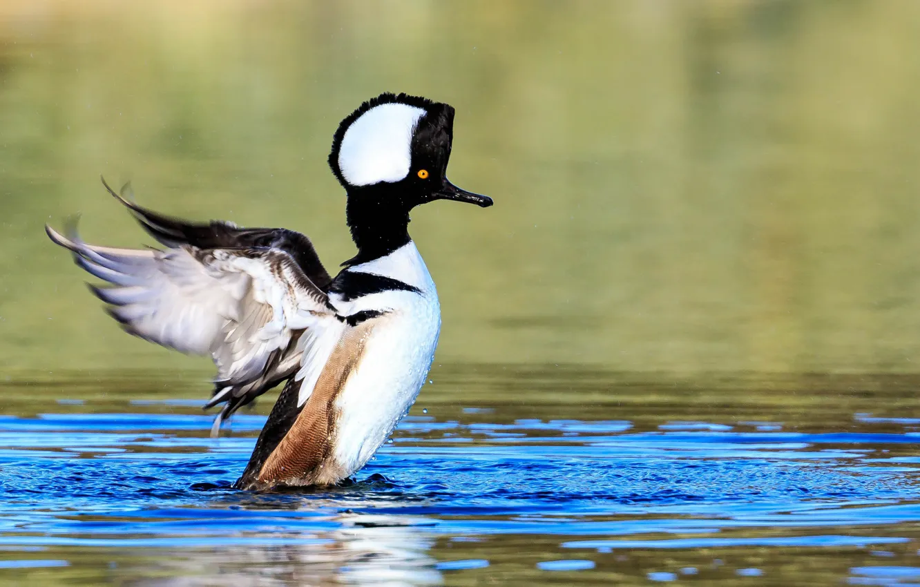 Photo wallpaper bird, duck, crest