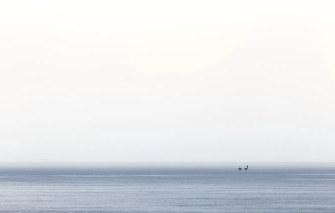 Photo wallpaper sea, birds, fog