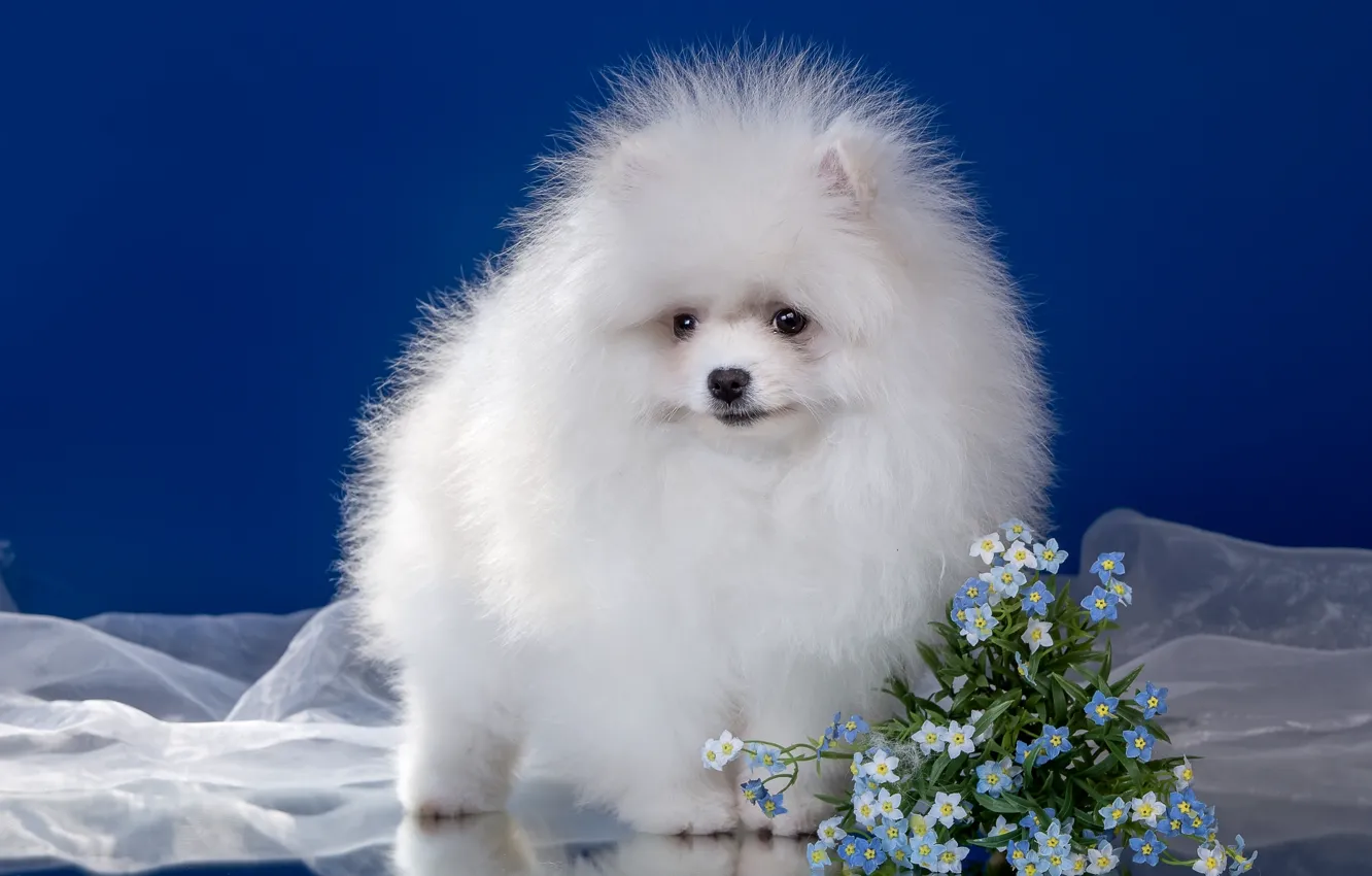 Photo wallpaper white, flowers, fluffy, puppy, Spitz