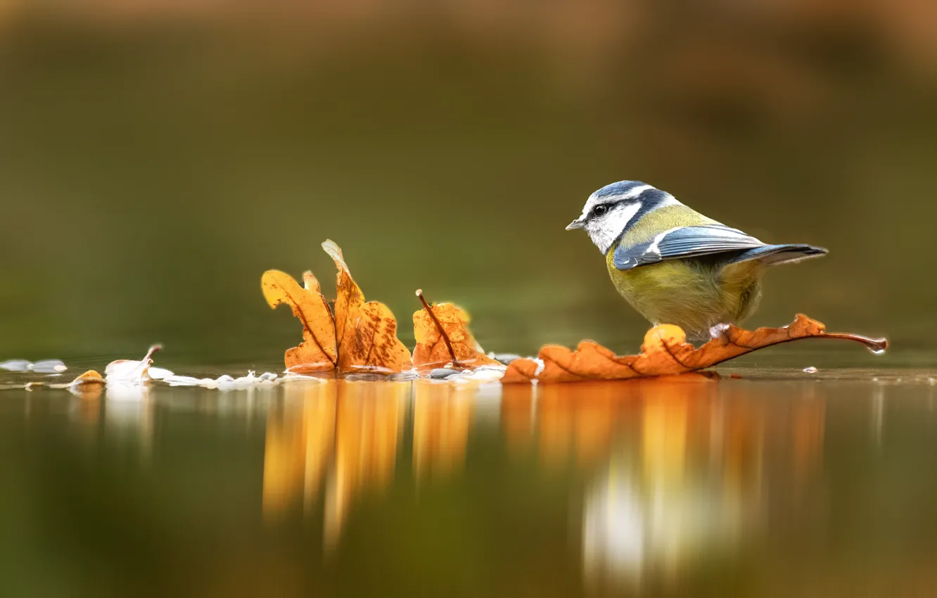 Photo wallpaper autumn, leaves, water, yellow, reflection, background, bird, pond