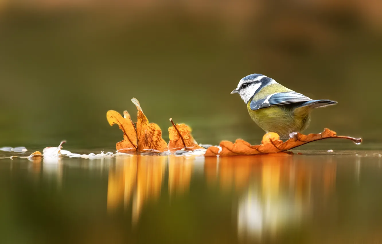 Photo wallpaper autumn, leaves, water, reflection, background, bird, yellow, pond