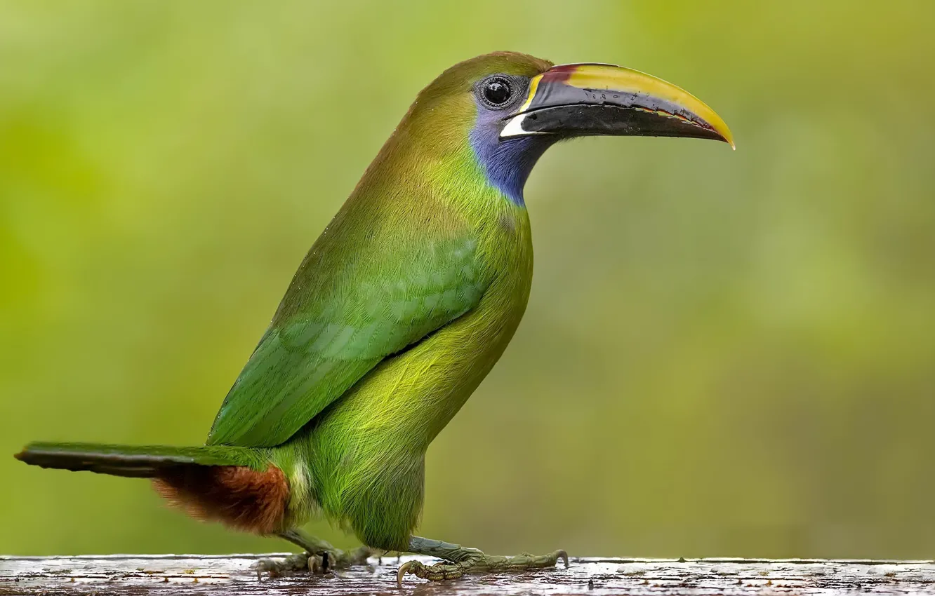 Photo wallpaper bird, Smaragdarassari, Emerald toucanet, Toucanet émer