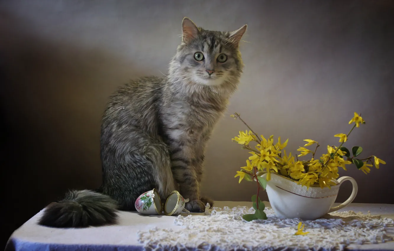 Photo wallpaper cat, branches, table, animal, box, napkin, Kovaleva Svetlana, Svetlana Kovaleva