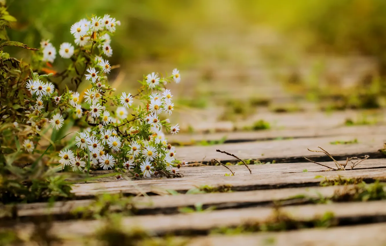 Photo wallpaper summer, flowers, chamomile