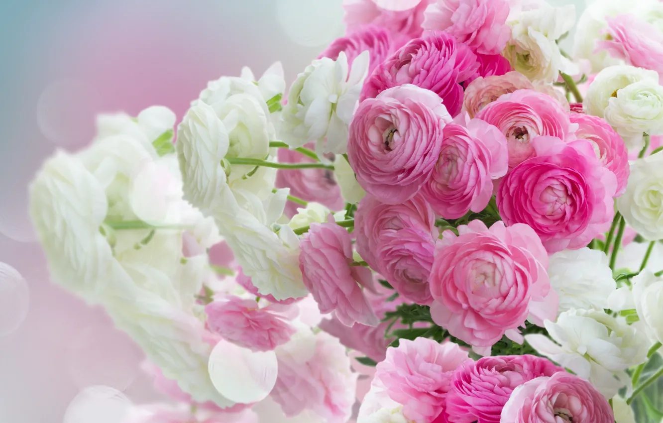 Photo wallpaper white, pink, pink flowers, flowers, beautiful, buttercups, ranunculus
