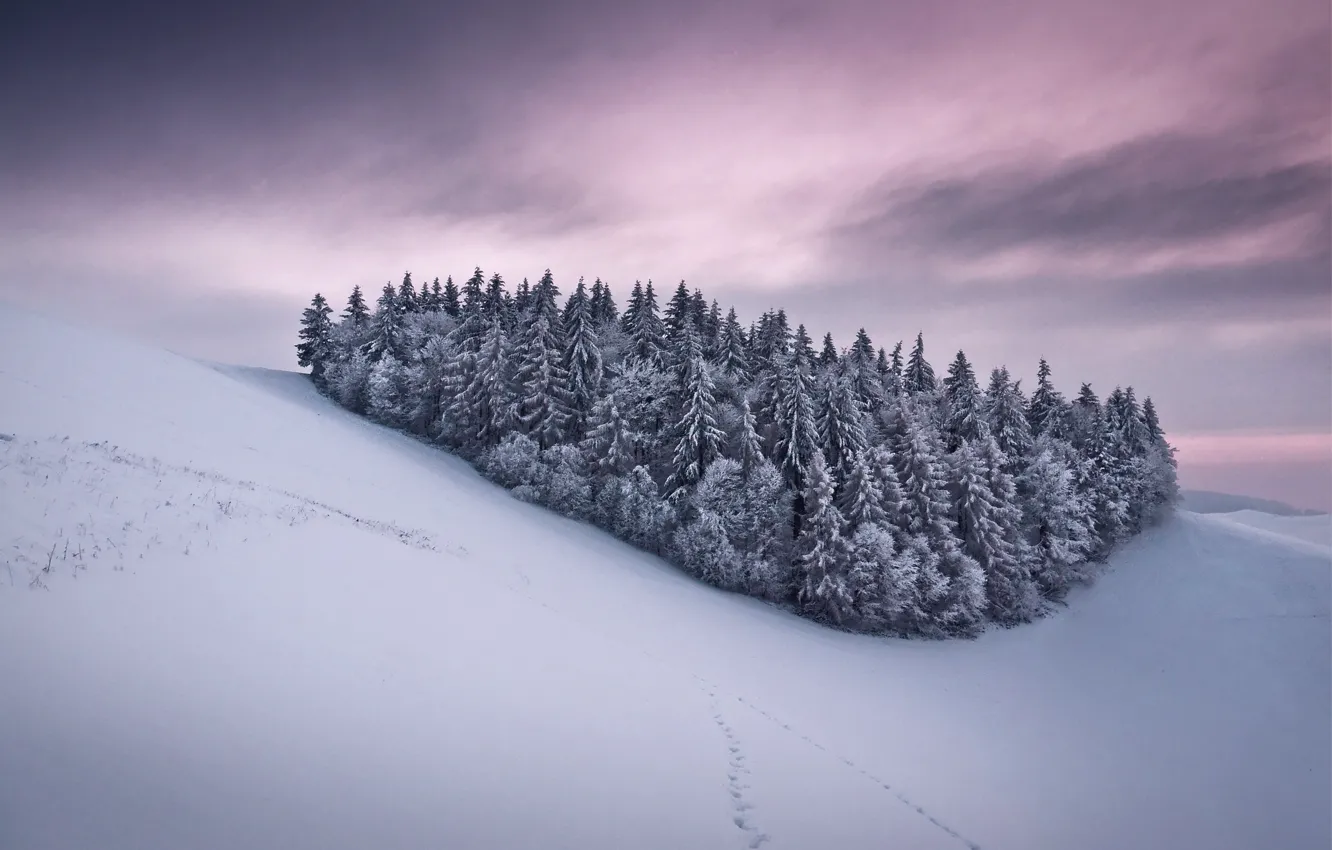 Photo wallpaper frost, the sky, snow, trees, traces, clouds, tree, Winter