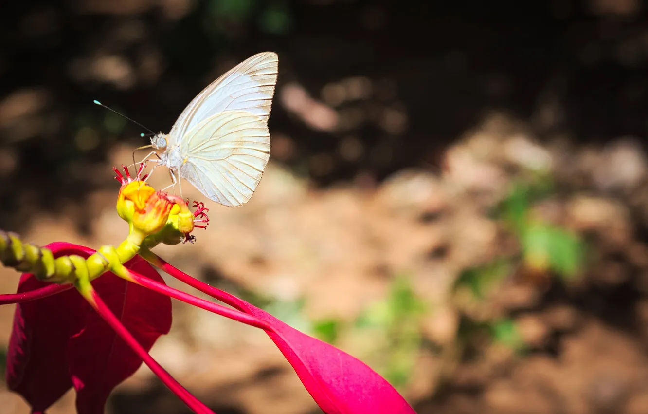 Photo wallpaper flowers, macro, butterfly, wings, beautiful, closeup