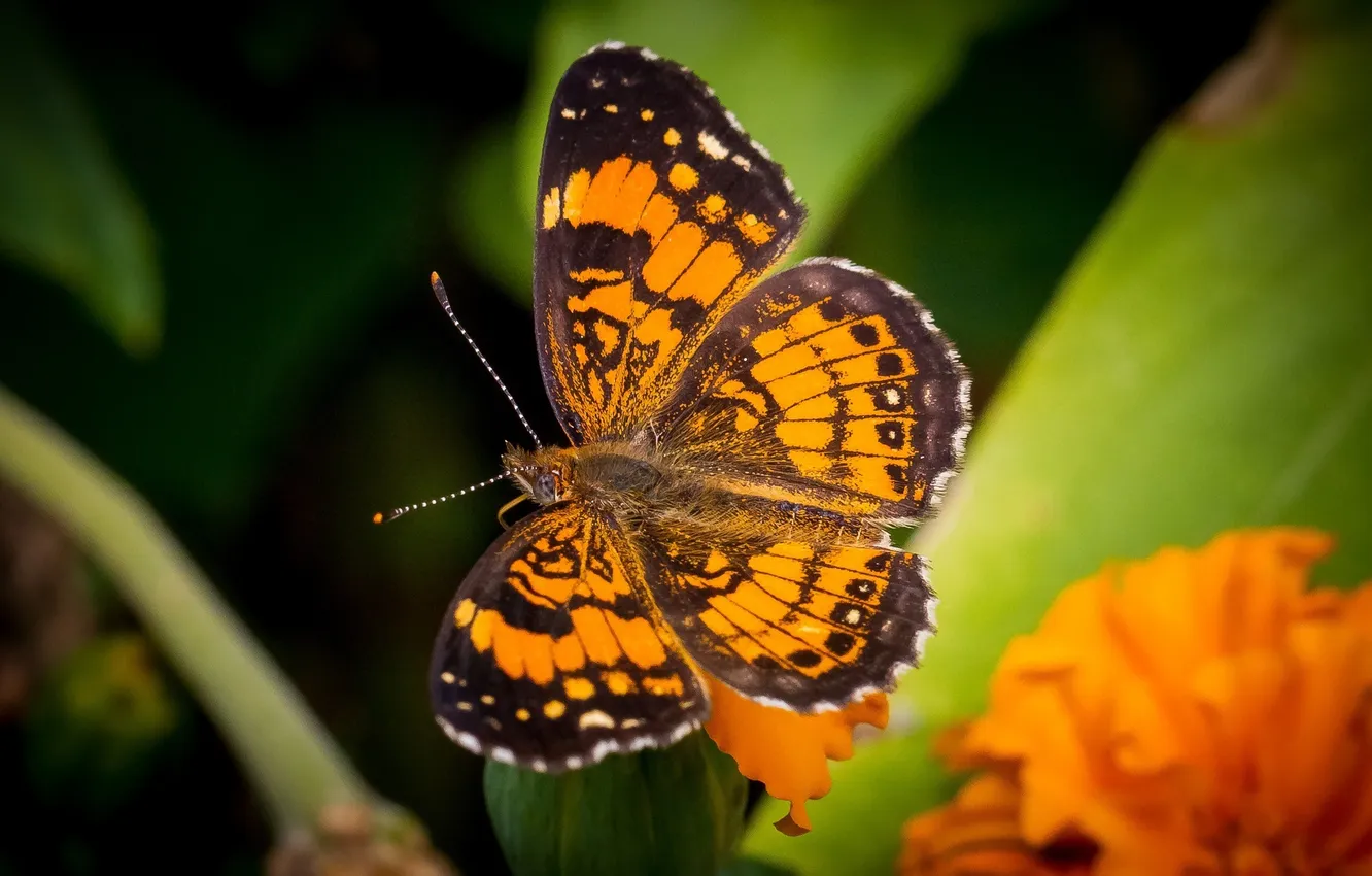 Photo wallpaper macro, orange, butterfly, wings