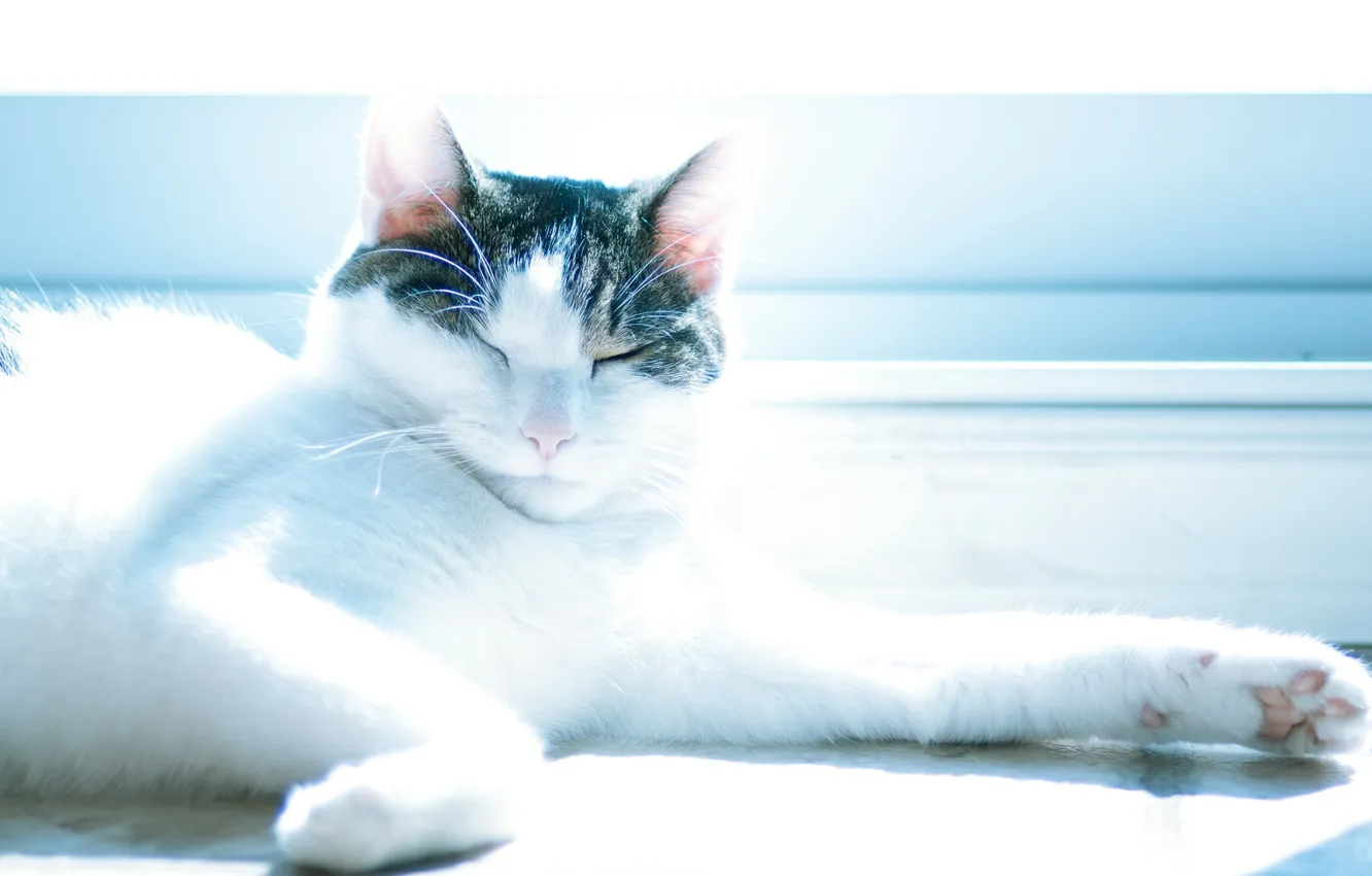 Photo wallpaper cat, light, house