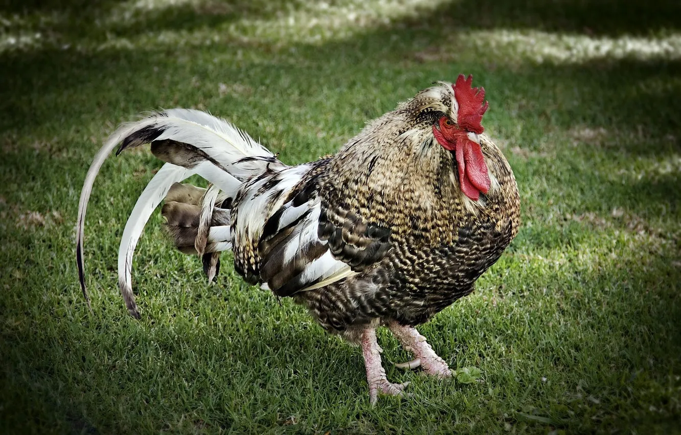 Photo wallpaper bird, paws, feathers, tail, claws, scallop, cock