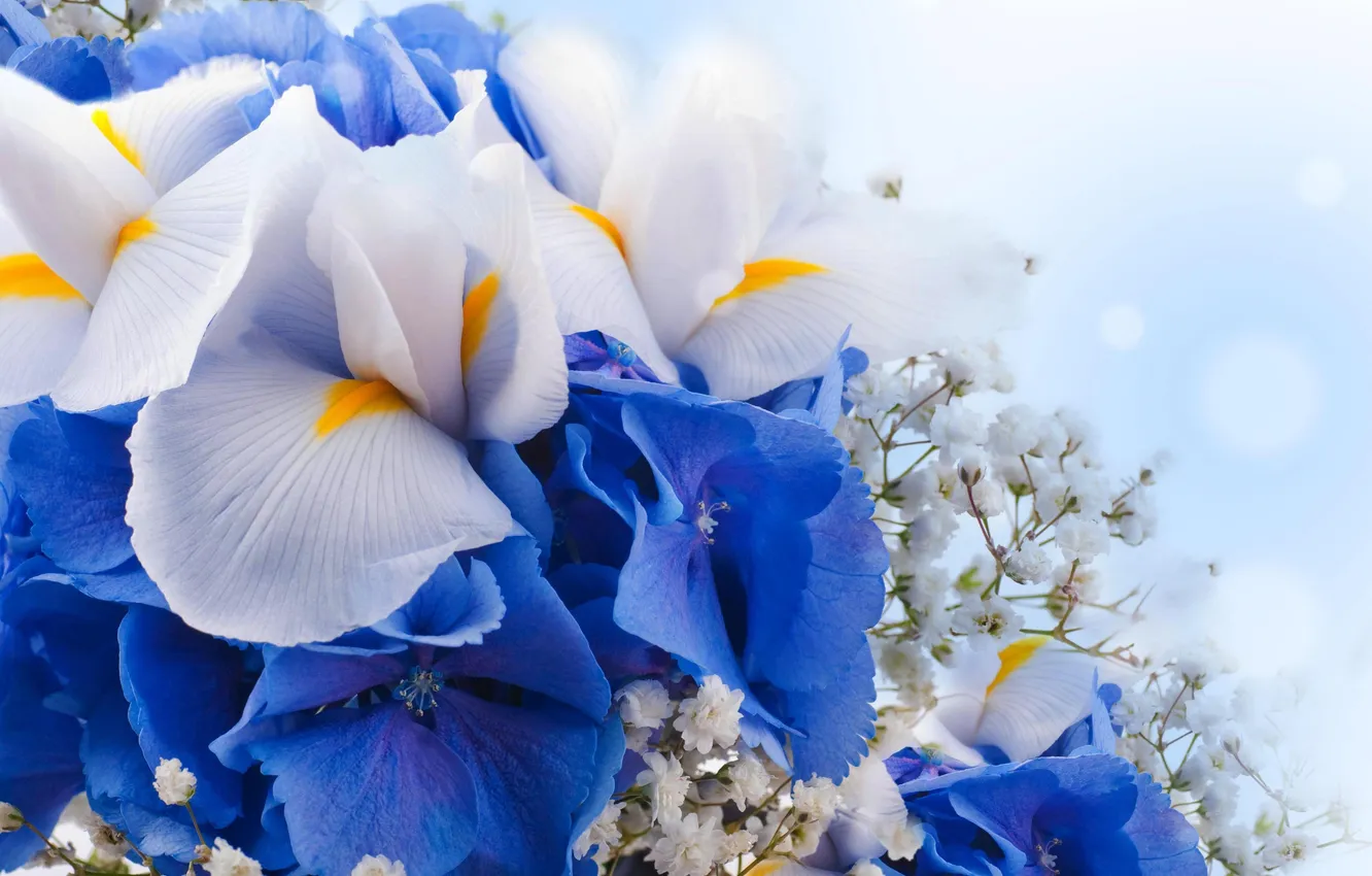 Photo wallpaper style, petals, composition