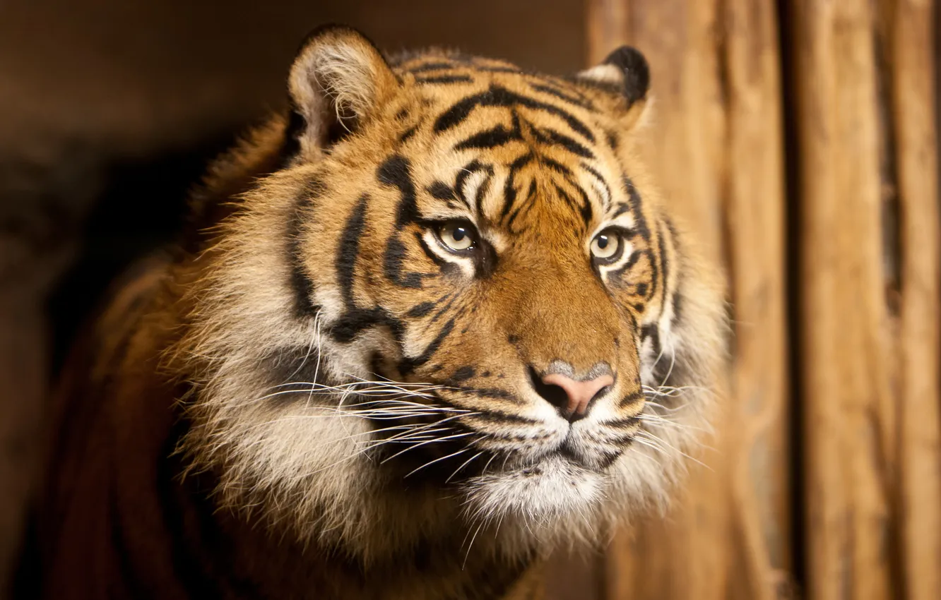 Photo wallpaper cat, face, tiger