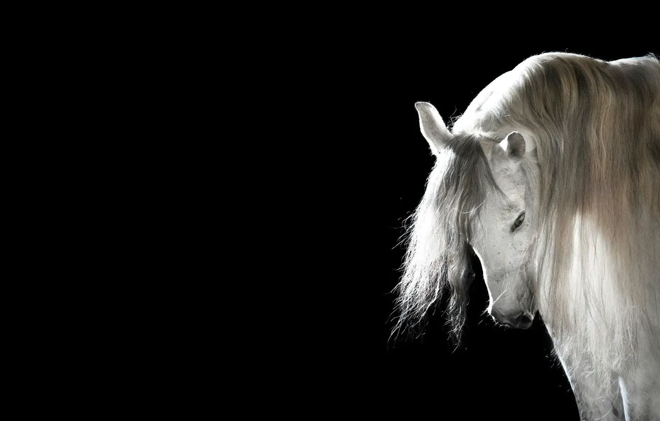 Photo wallpaper horse, mane, black background, white horse