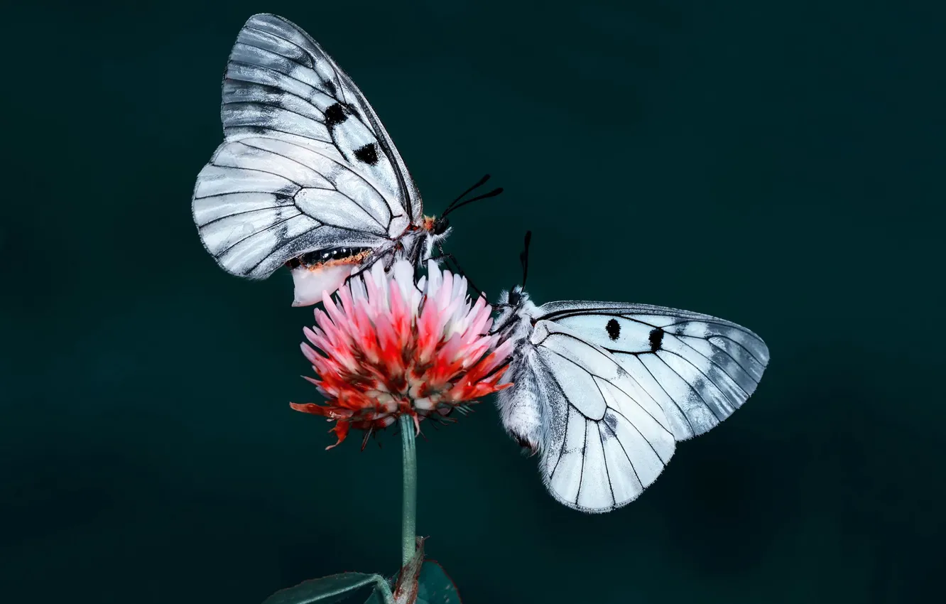 Photo wallpaper flowers, nature, butterfly, insect, moth
