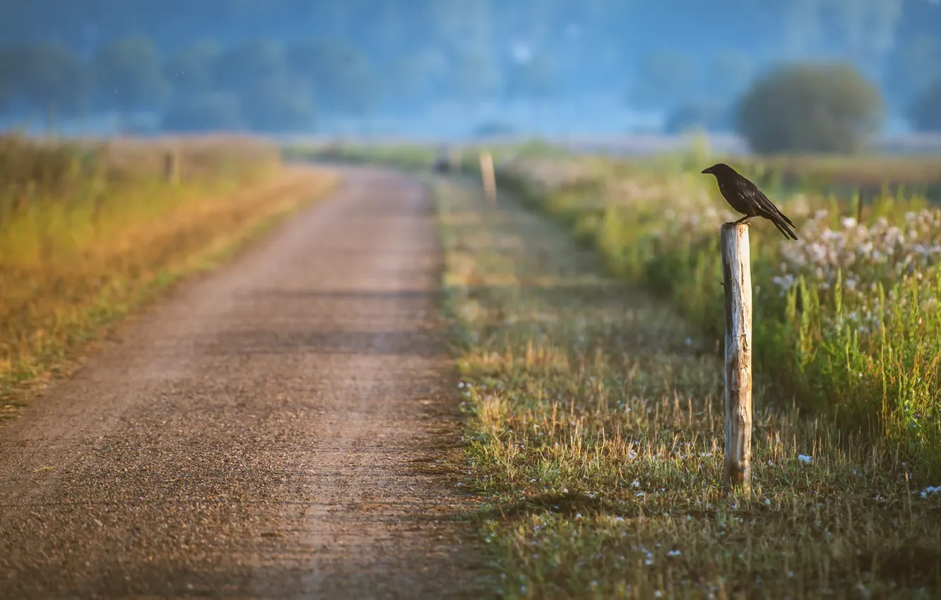 Photo wallpaper road, nature, bird