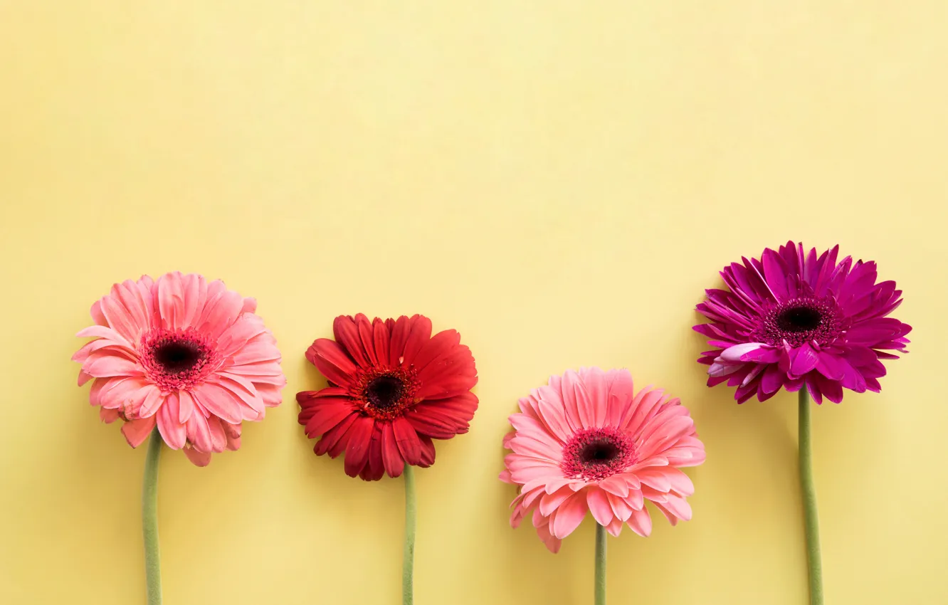 Photo wallpaper flowers, colorful, gerbera, pink, flowers, spring, gerbera