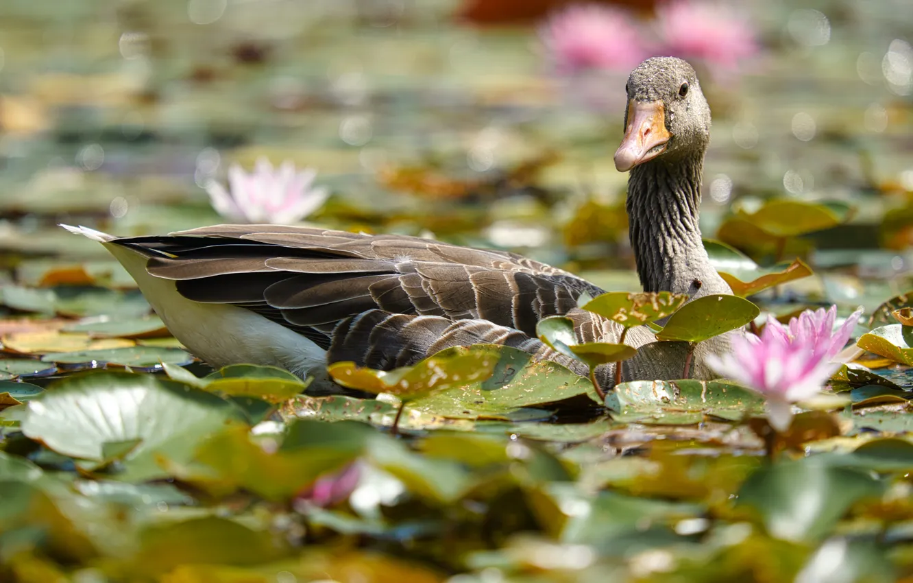 Photo wallpaper flowers, pond, bird, pond, geese, bokeh, ice lilies