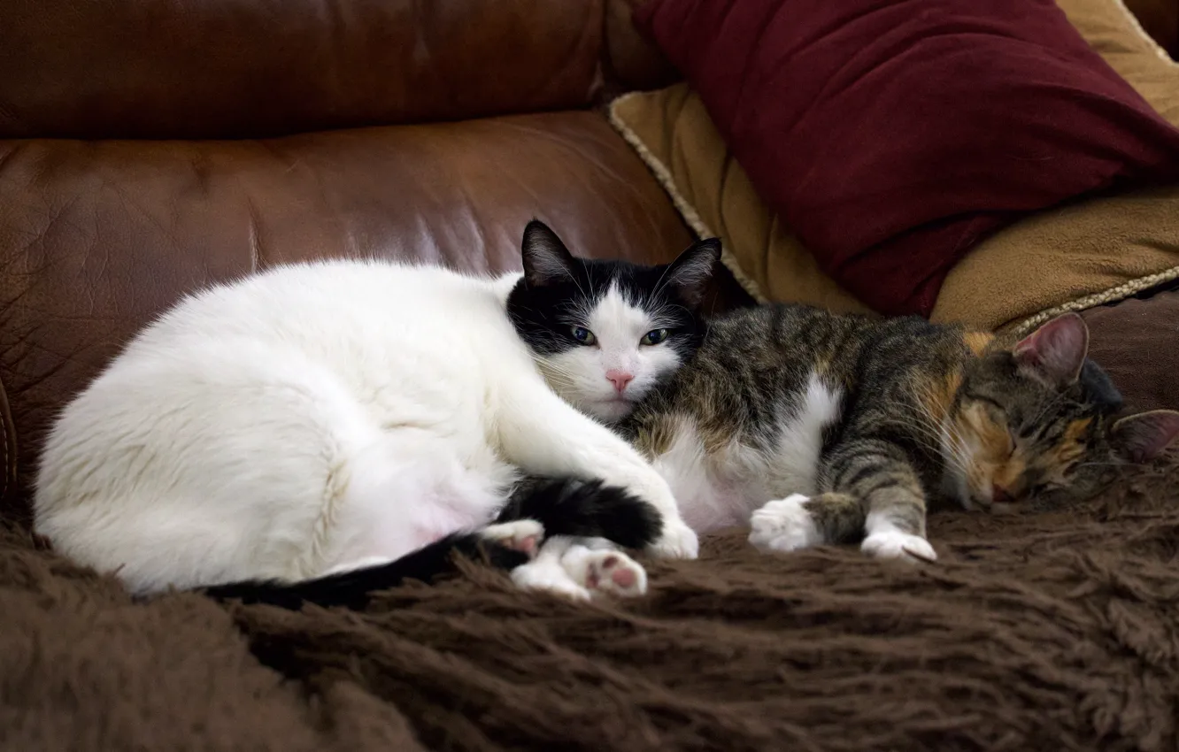 Photo wallpaper cat, cat, together, lies, a couple