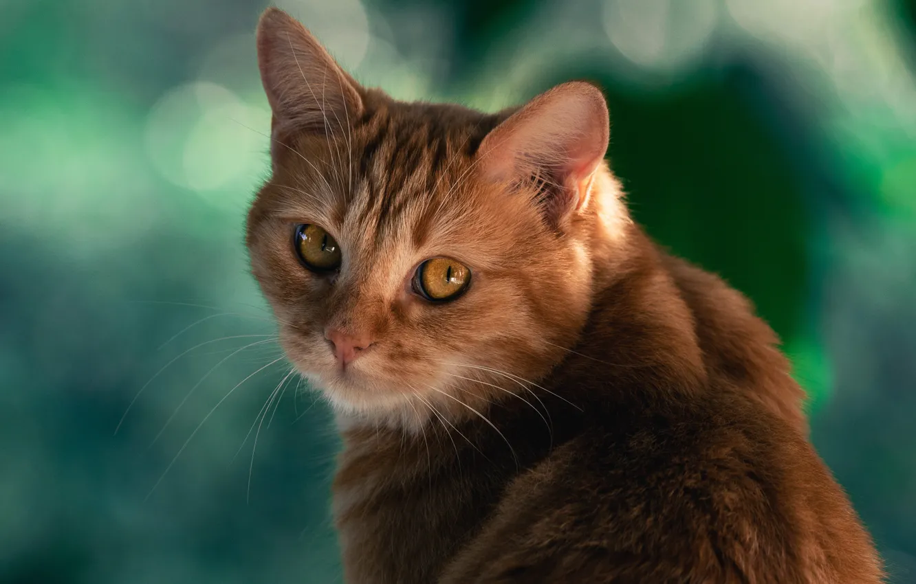 Photo wallpaper cat, cat, look, background, red, muzzle, cat