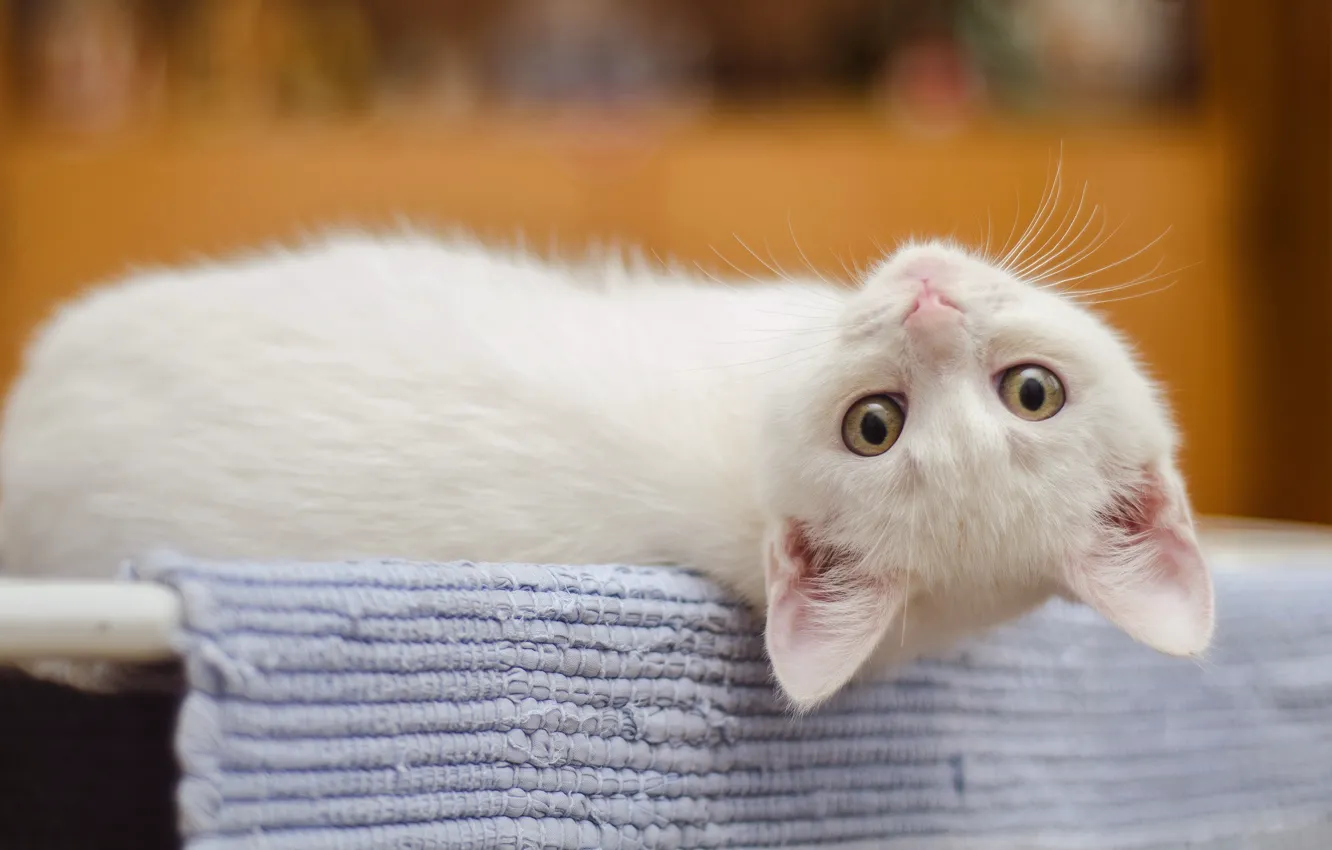 Photo wallpaper cat, white, eyes, background, portrait, muzzle, lies, Mat