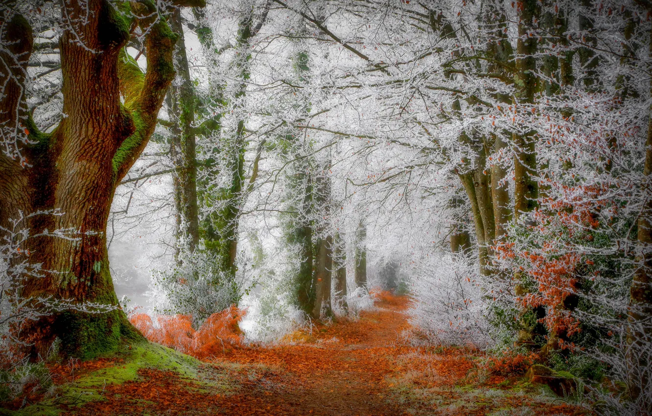 Photo wallpaper frost, road, forest, nature