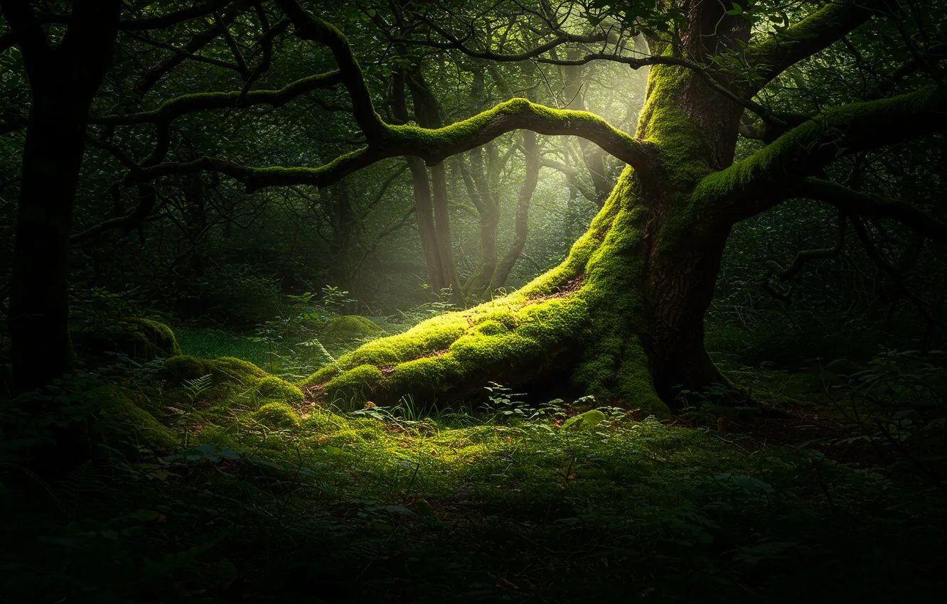 Photo wallpaper forest, light, trees, moss, art, light, forest, art