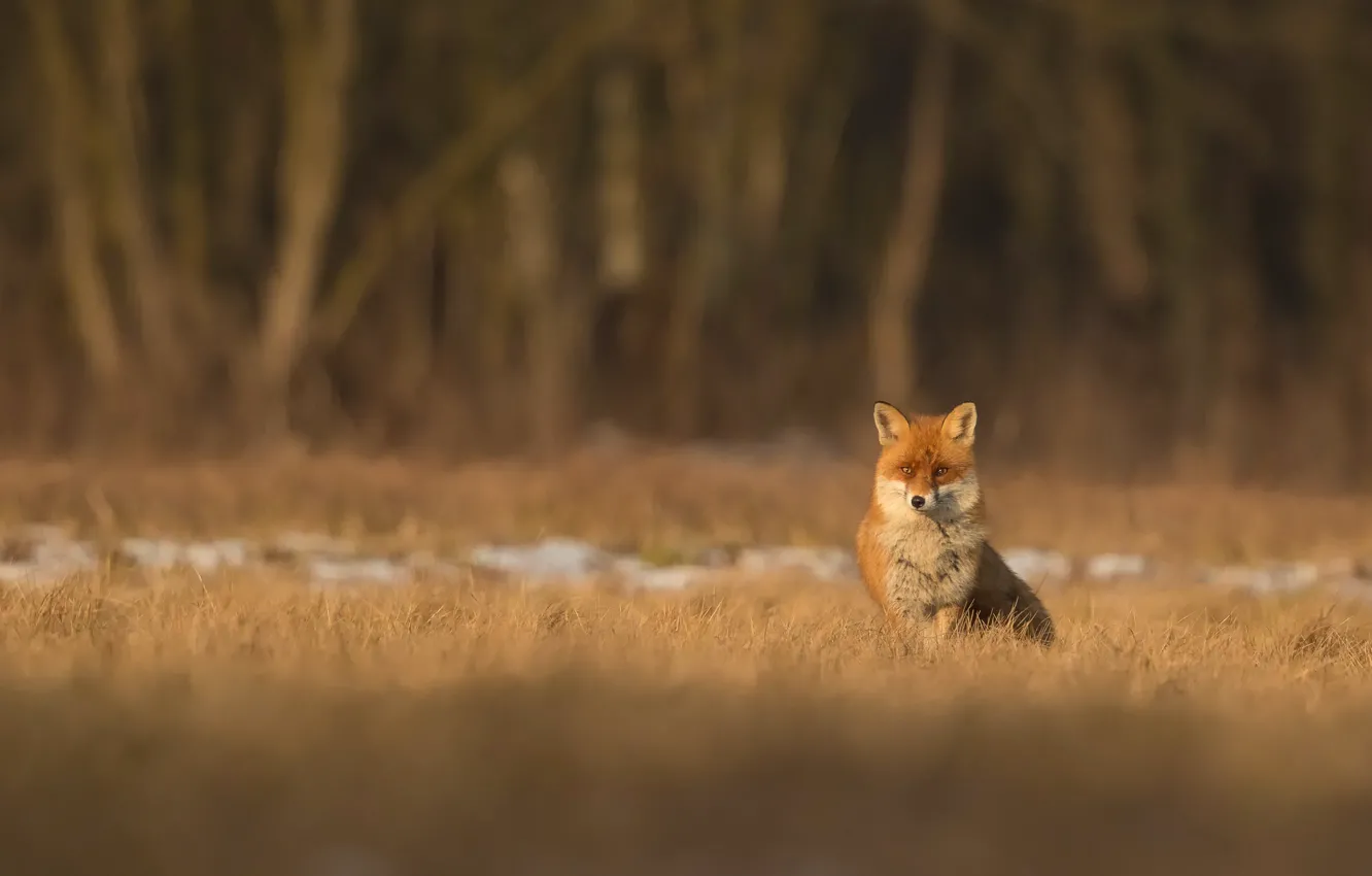 Photo wallpaper field, forest, light, nature, spring, Fox, Fox