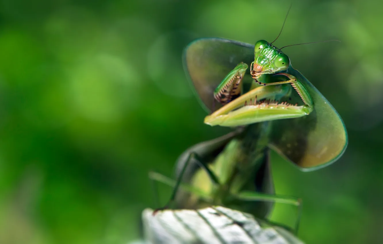 Photo wallpaper look, macro, pose, green, background, blur, mantis, insect