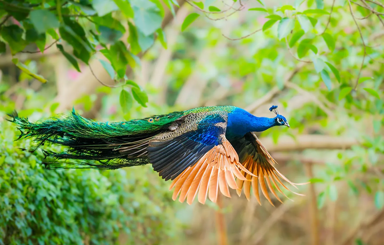 Photo wallpaper bird, wings, feathers, tail, peacock, flight