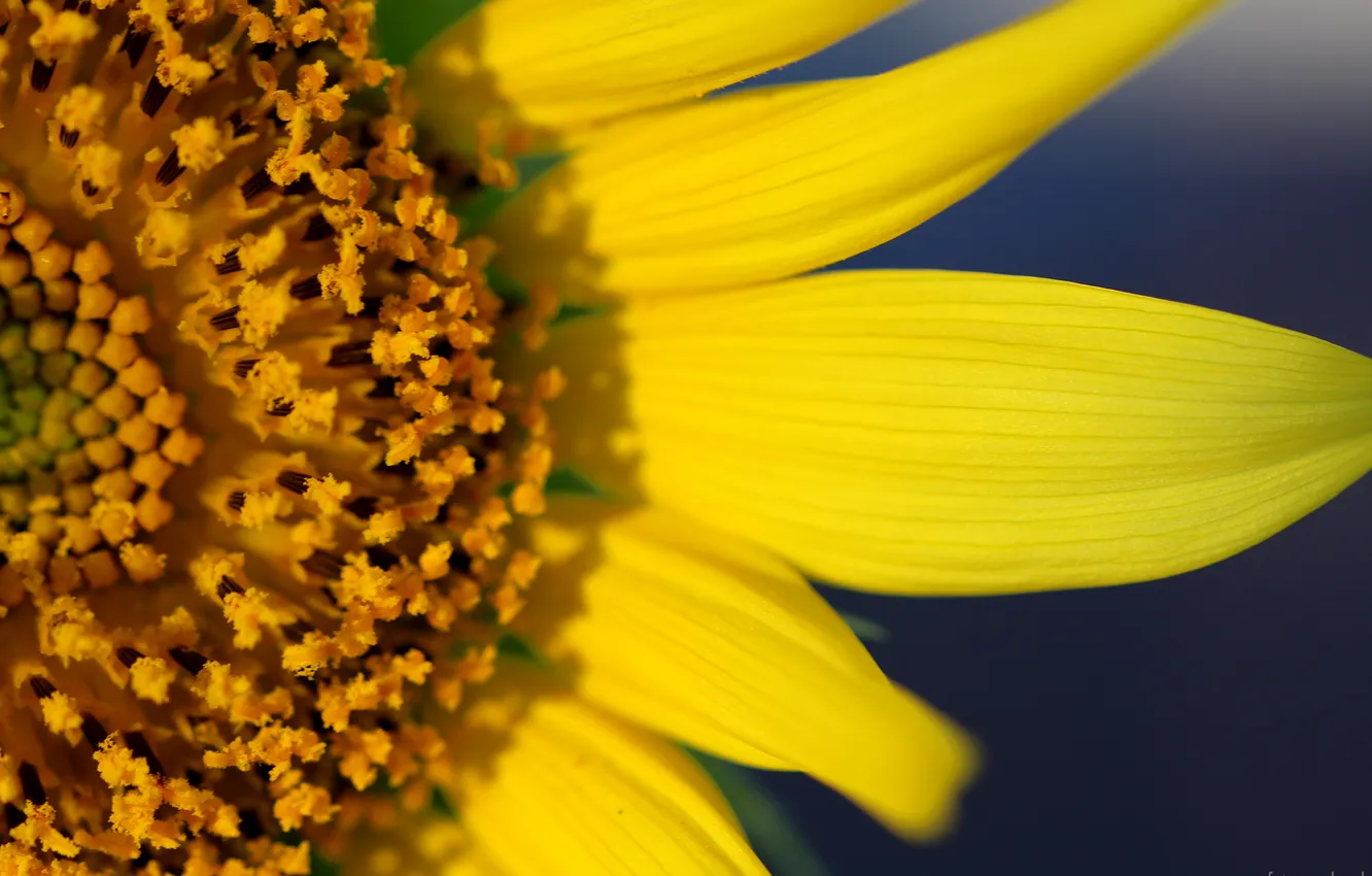 Photo wallpaper sunflowers, stamens, lepecki
