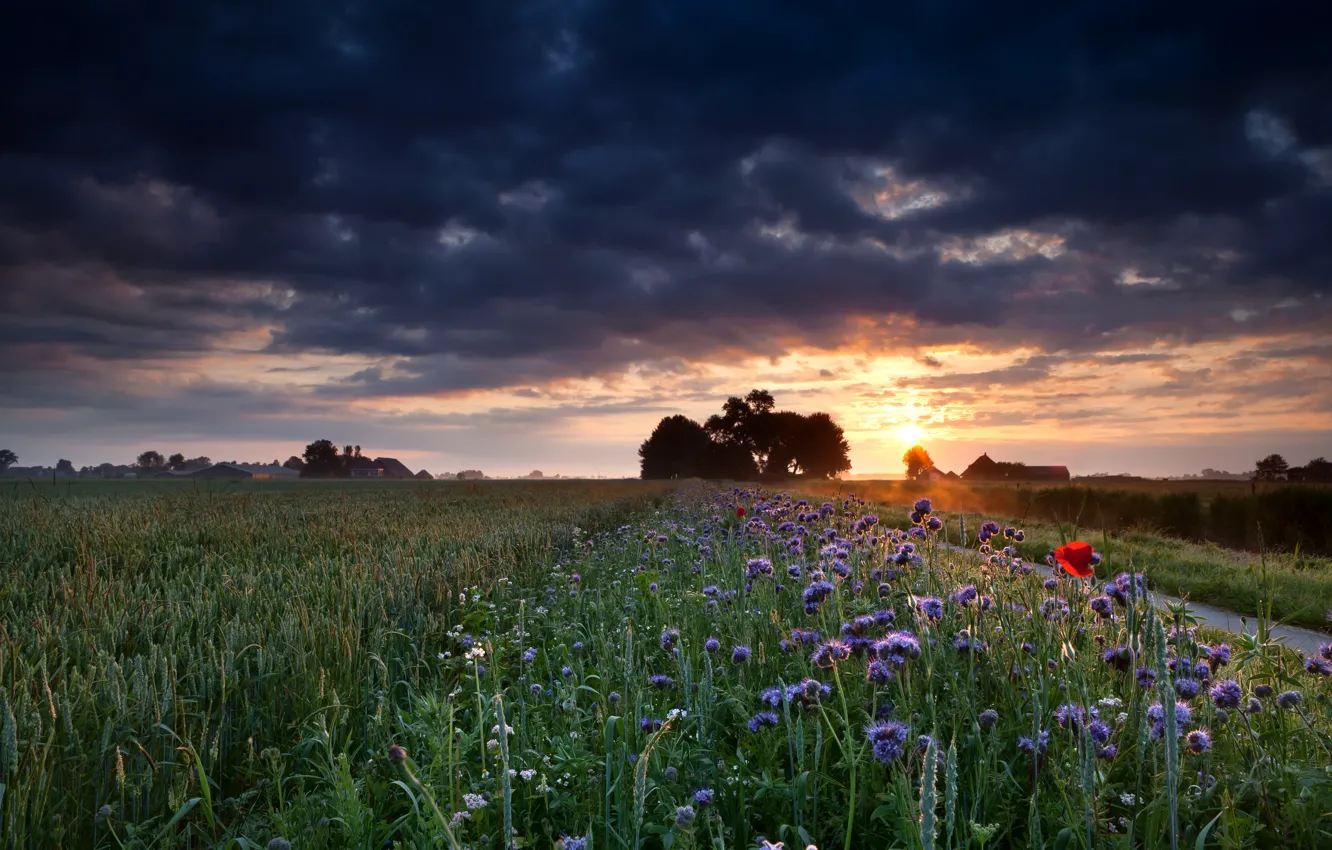Photo wallpaper road, field, the sky, grass, the sun, clouds, trees, sunset