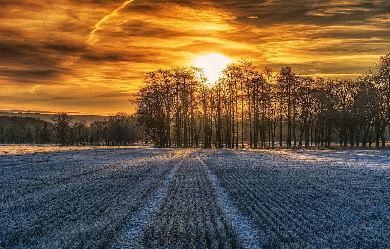 Photo wallpaper field, trees, dawn, morning, yorosso