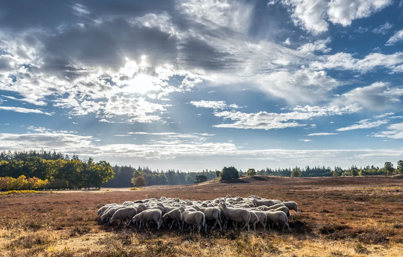 Photo wallpaper field, summer, sheep