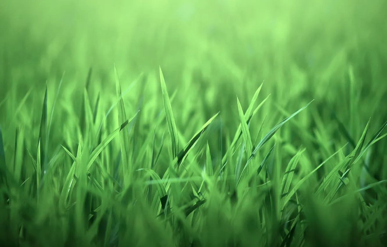 Photo wallpaper grass, nature, leaves, green