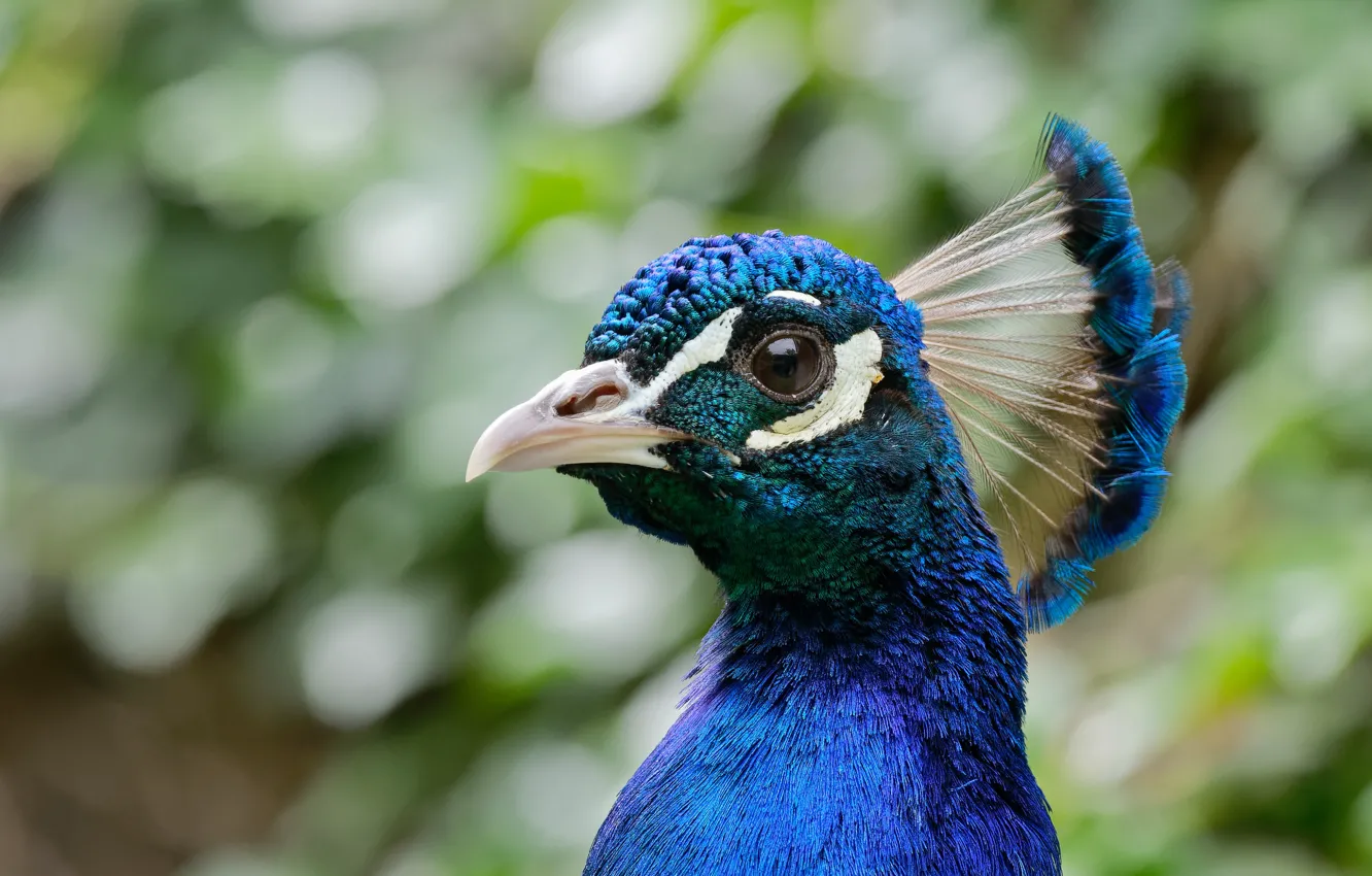 Photo wallpaper bird, portrait, peacock