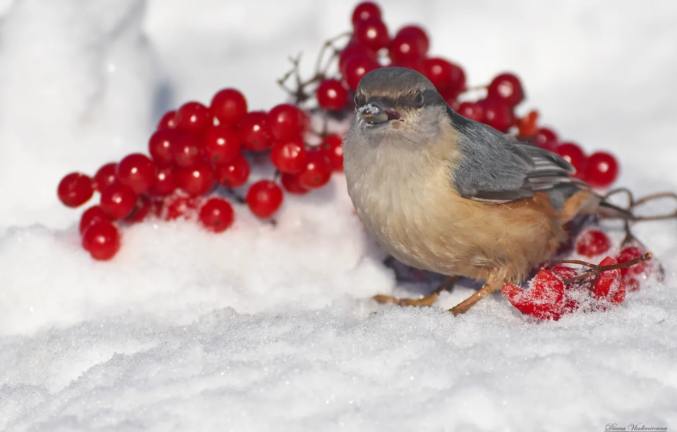 Photo wallpaper winter, bird, nuthatch, photohunt