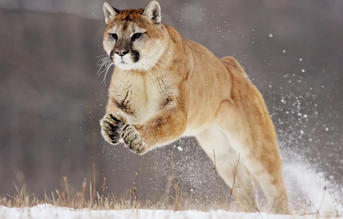 Photo wallpaper snow, jump, Puma, puma