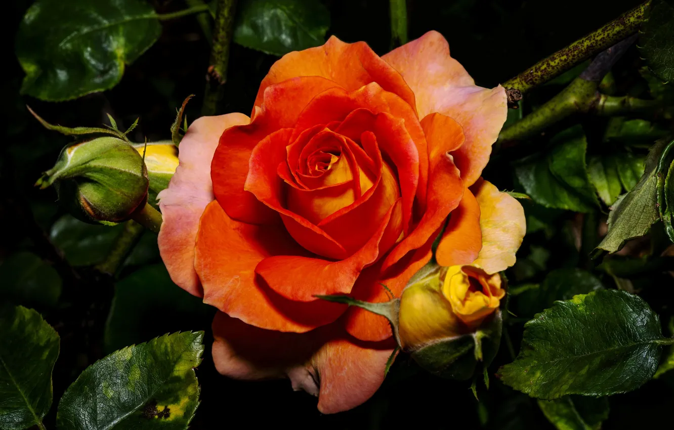 Photo wallpaper flowers, roses, Orange rose