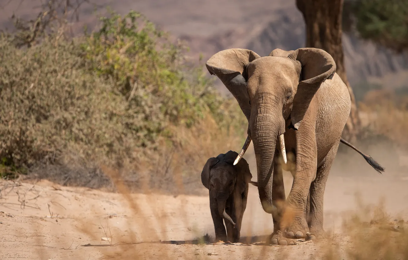 Photo wallpaper two, elephant, pair, walk, cub, the elephant, mother, elephant