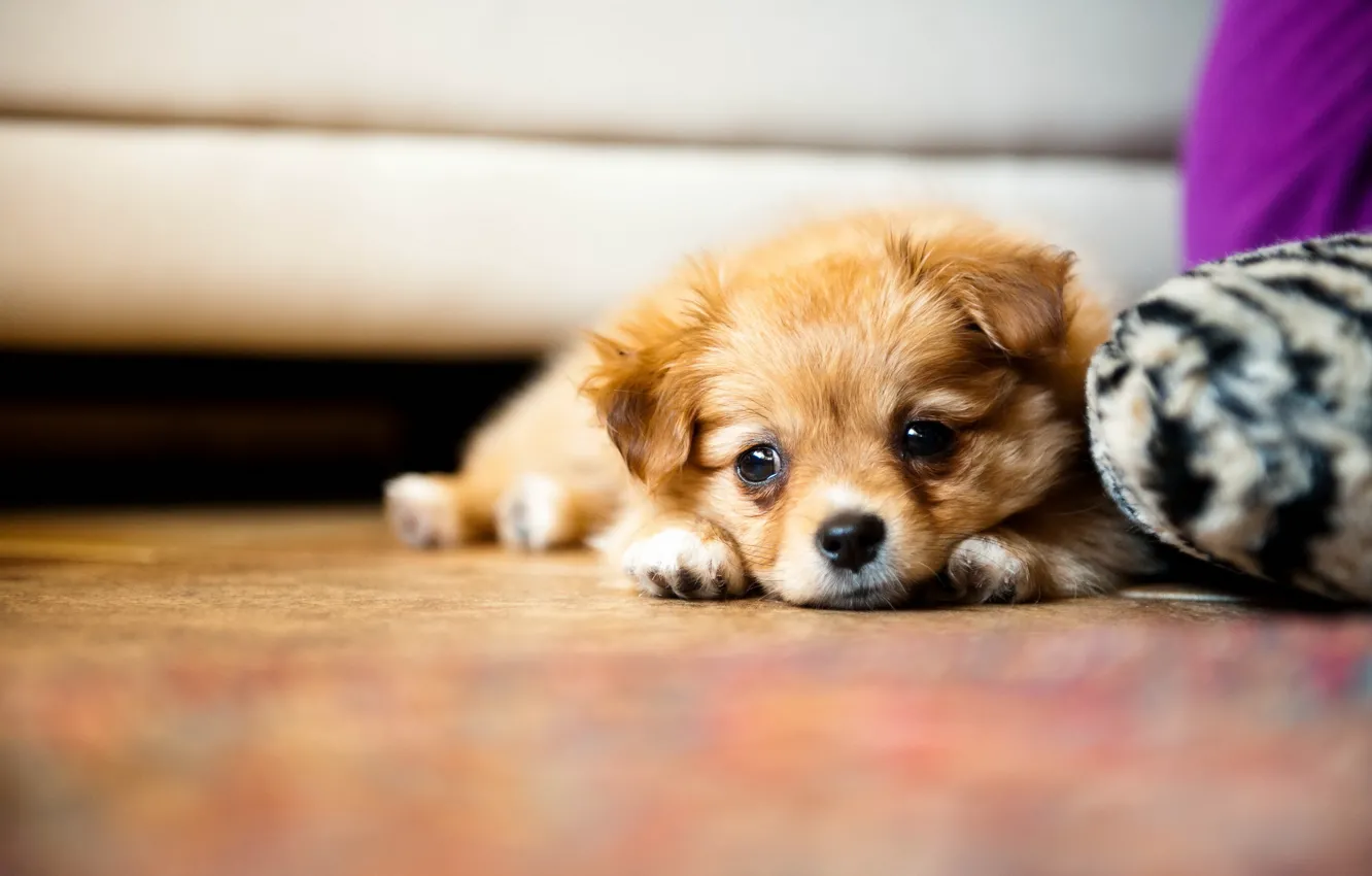 Photo wallpaper look, home, dog