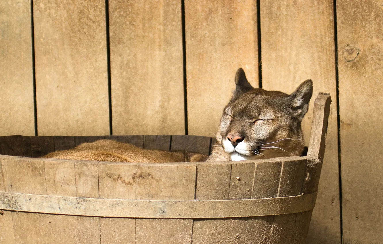 Photo wallpaper sleeping, Puma, bucket