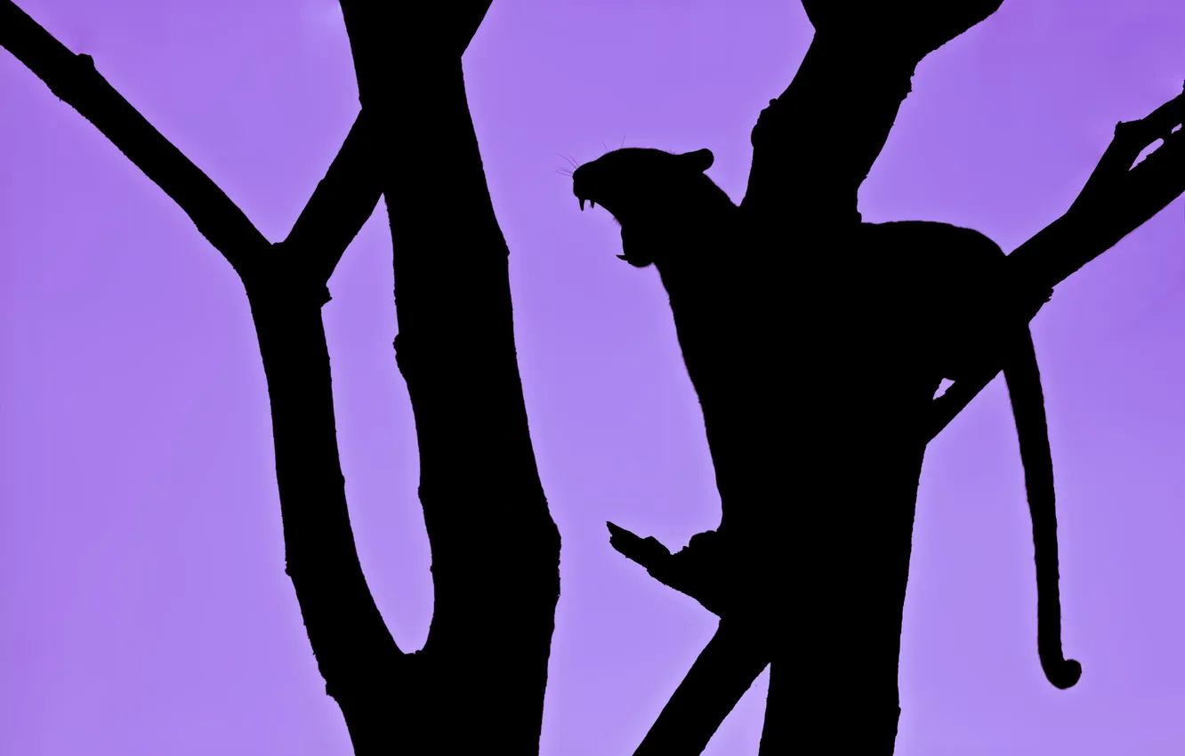 Photo wallpaper leopard, Predator, tree, silhouette
