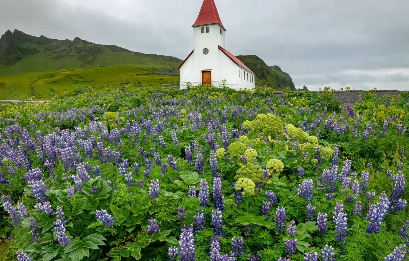 Photo wallpaper flowers, village, hill, meadow, Church, Iceland, a lot, lilac